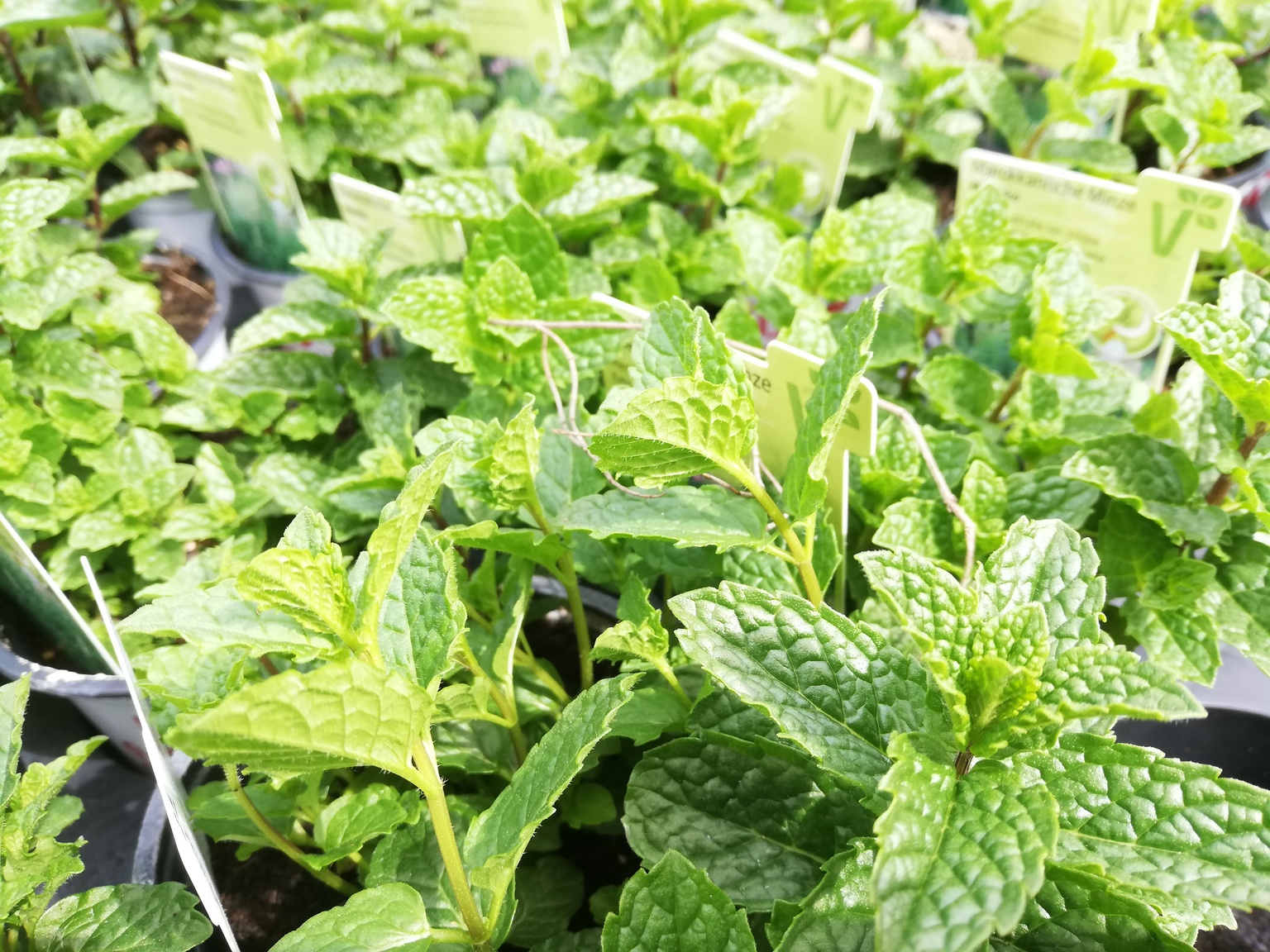 Mentha spicata - Marokanische Pfefferminze – Blumen Schwarz