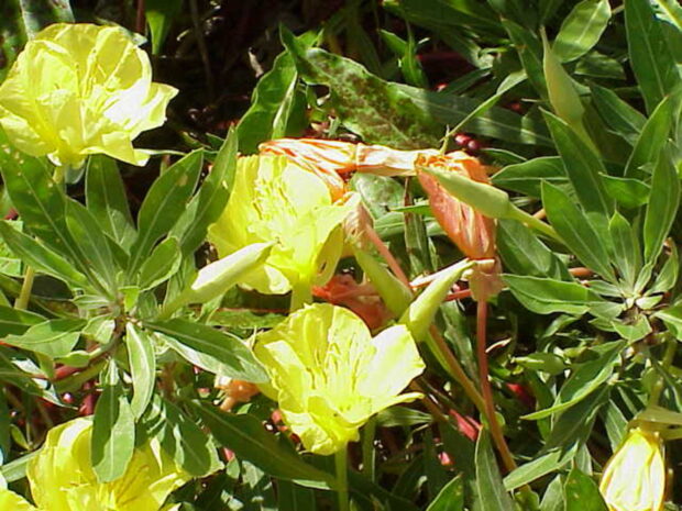 Oenothera miss., Nachtkerze