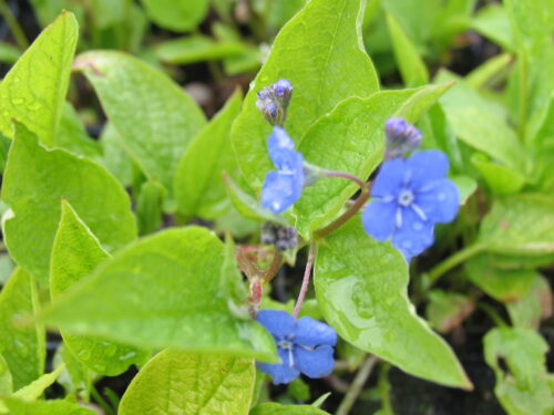 Omphalodes, Waldgedenkemein