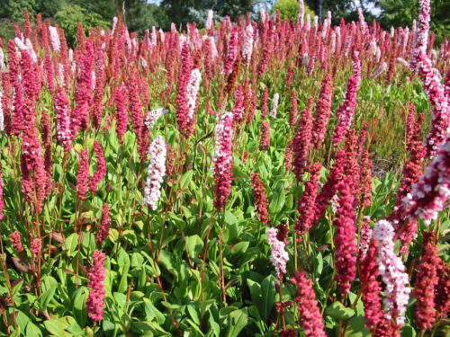 Bistorta officinalis, Starkwü. Polsterknöterich