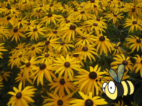 Rudbeckia fulgida Goldsturm - Hoher Sonnenhut