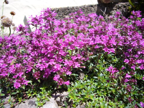 Thymus serp. Purple Beauty - Teppichthymian
