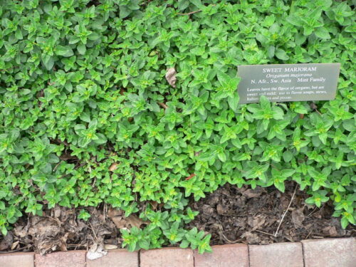 Origanum Bio-Saatgut - Wilder Majoran