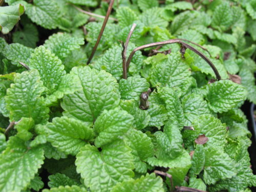 Melissa officinalis, Zitronenmelisse