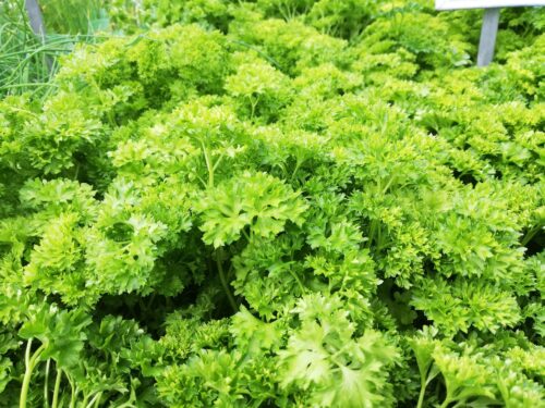 Petroselenium - krause Petersilie