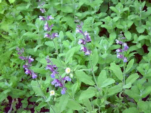 Salvia officinalis, Salbei