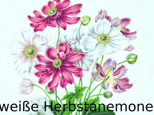 Anemone Whirlwind, Herbstanemone