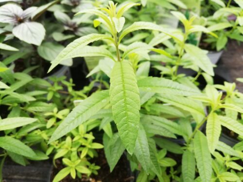 Lippia, Zitronenverbene