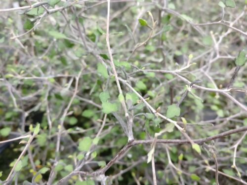 Corokia cotoneaster weiß gesprüht