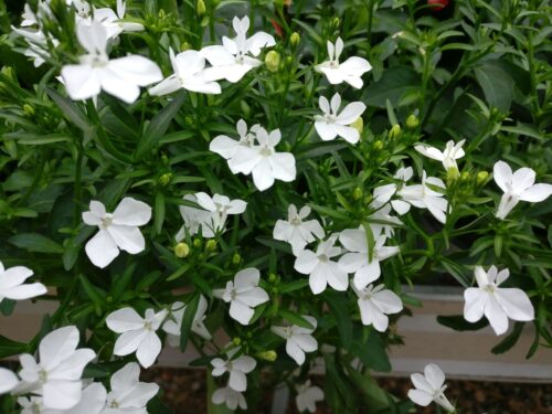 Lobelia ,weißes Hängemännertreu