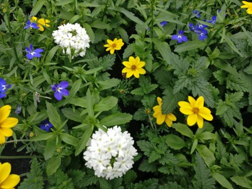 Trio Trixi 3er - div. Sorten