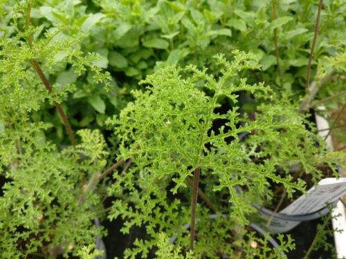 Pelargonium, Gummibärchengeranie