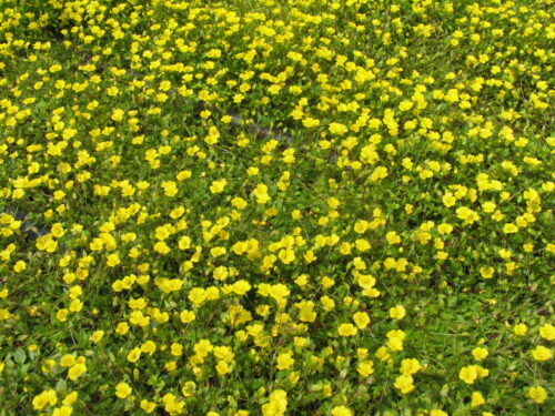 Mecardonia, Balkonwegerich