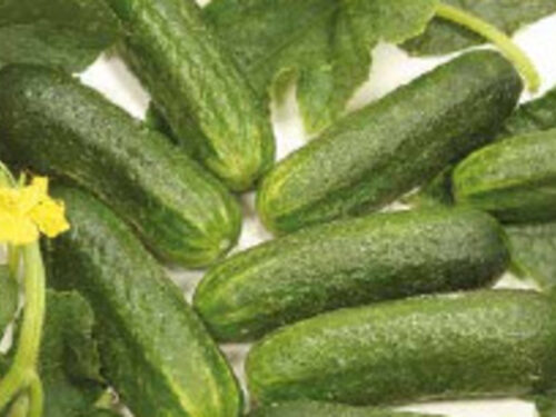 Cucumis sativus Tanja - Bauerngurke