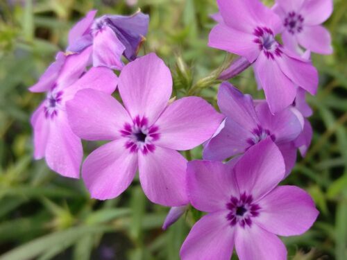 Phlox drummondii - Einjähriger Beetphlox