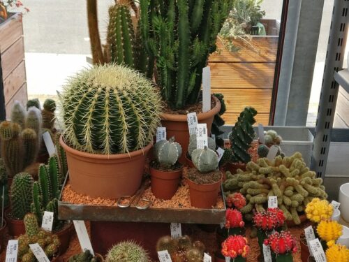 Cactus, Mix