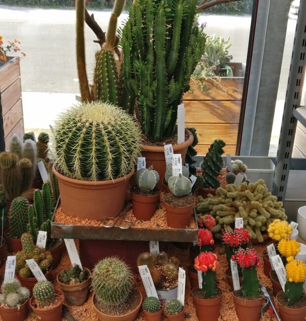 Cactus, Mix