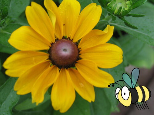 Rudbeckia Toto, einjähriger Sonnenhut