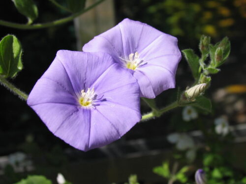 Convolvulus, Blaue Winde
