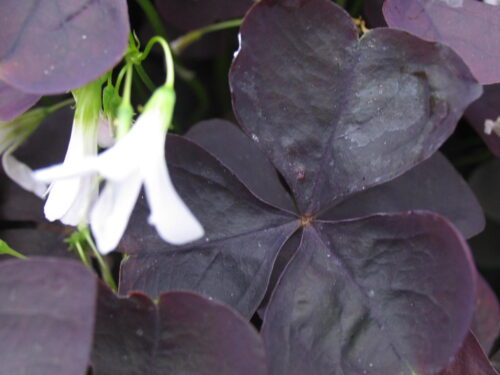 Oxalis, Glücksklee, Übertopf geschmückt