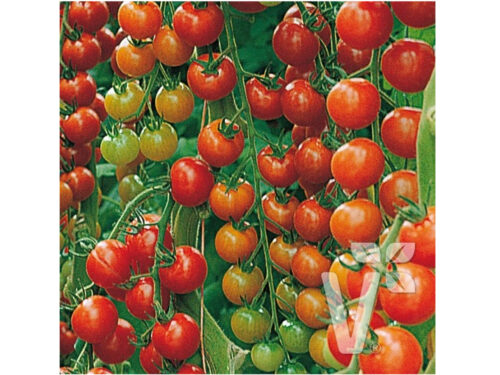 Lycopersicon Sanvitos - Cherry Tomate