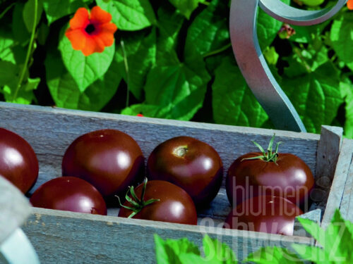 Lycopersicon, Kakao, dunkle Tomate veredelt