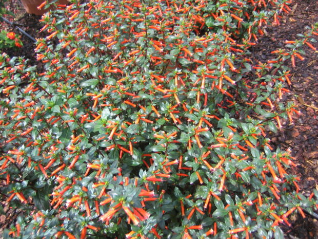 Cuphea ignea - Streichholzblume