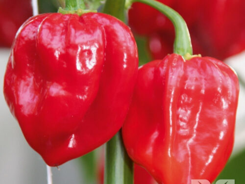 Capsicum Habanero Orange - extrem scharf!