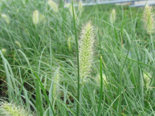 Pennisetum Hameln - Buschiges Lampenputzgras