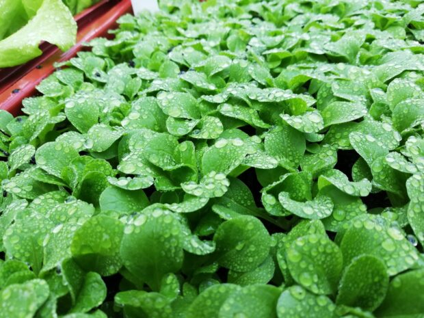 Feldsalat