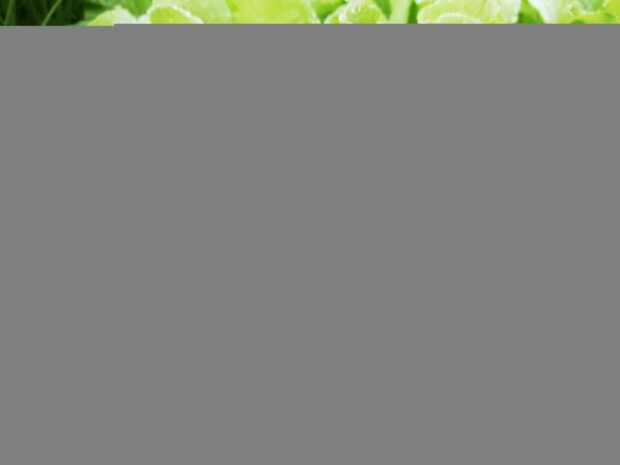 Lactuca Melva - Lausresistenter Kopfsalat - Jungpflanze
