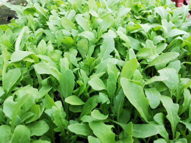 Rucola - Rauke
