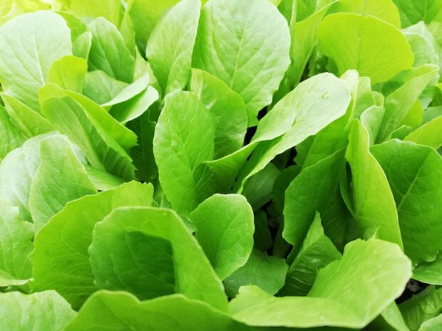 Lactuca Electra - Mini-Romana Salat - Jungpflanze