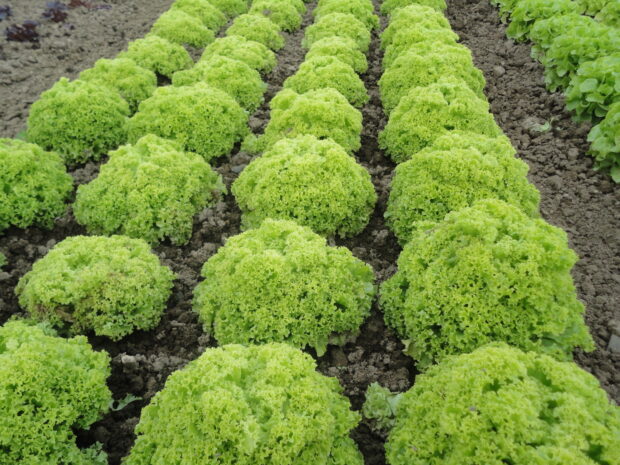Lactuca Javelo - Frühjahr-/Herbst-Pflücksalat