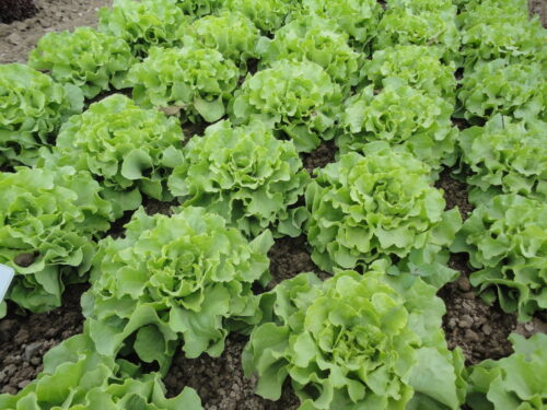 Lactuca Edurne - Grüner Bataviasalat