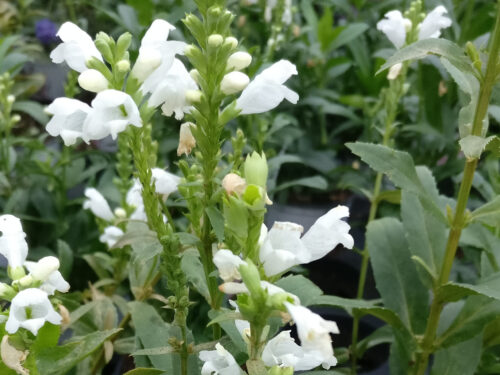 Physostegia virginiana, weiße Gelenkblume