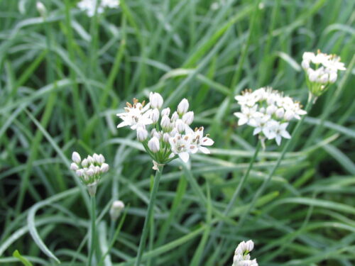 Allium -Neko-, Knoblauchschnittlauch