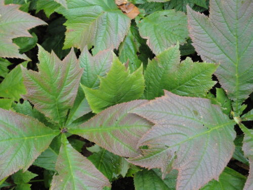 Rodgersia aesculifolia, Schaublatt