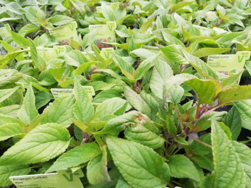 Salvia Pino - Ananassalbei