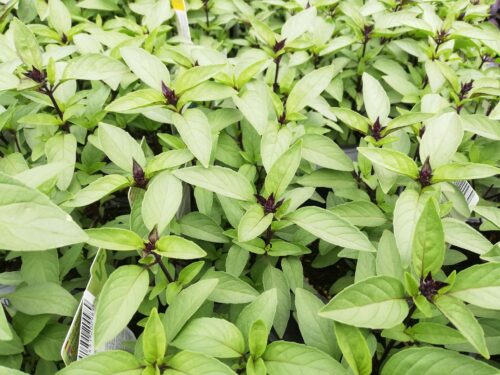 Ocimum Siam Queen Bio-Saatgut - Thaibasilikum