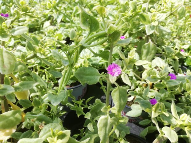 Aptenia Mezoo,Wüstensonne