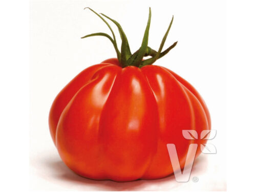 Lycopersicon Corazon - franz. Ochsenherz