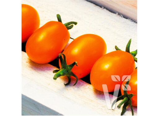 Lycopersicon, Pflaumentomate Mirado orange
