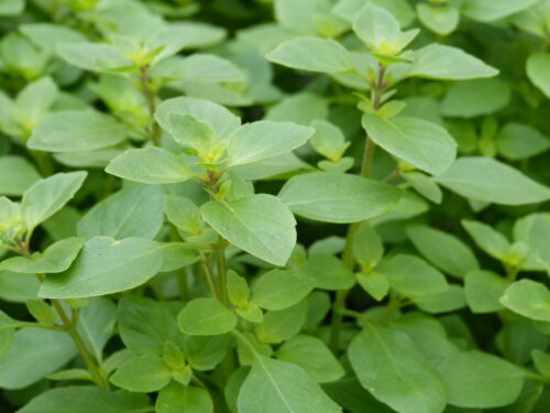 Ocimum Sweet Lemon Bio-Saatgut - Zitronenbasilikum