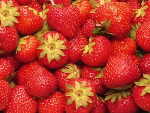 Fragaria - Erdbeere Senga Sengana - mittelere Reife