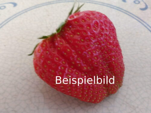 Fragaria Mara des Bois, mehrmalstragend