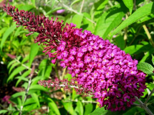 Buddleja Buzz Hot Raspberry Zwerg-Sommerflieder