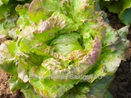 Lactuca Amboise - Roter Bataviasalat