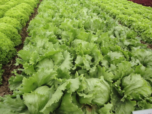 Lactuca Yukon - Eissalat
