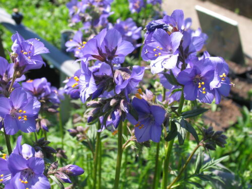 Polemonium rept., kriech. Jakobsleiter